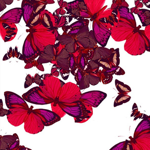 flutter4