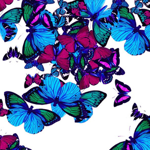 flutter2