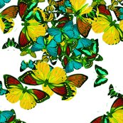 Rflutter3_shop_thumb