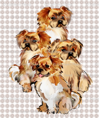 Tibetan Spaniels