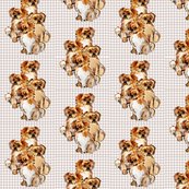 Rtibetan_spaniels_group__shop_thumb