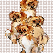 Tibetan Spaniels