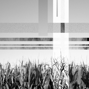 Corn