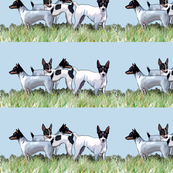 Toy Fox Terriers Group