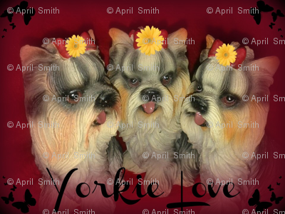 Yorkie Love