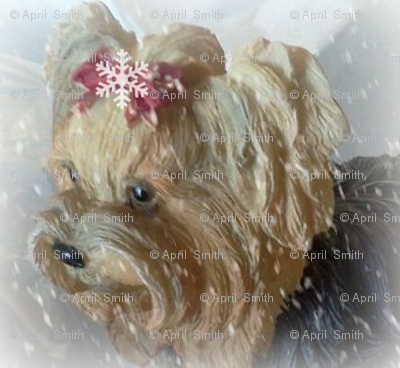Snowflake Yorkie