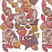 The_Leaves