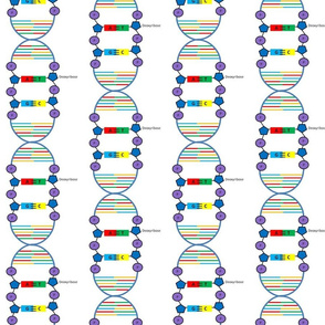 DNA with a little more detail