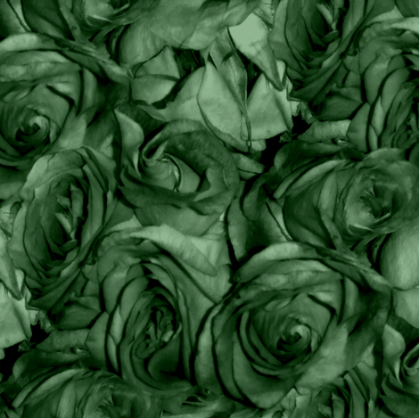 Brier Rose