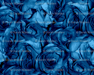 Roses Can Sing the Blues