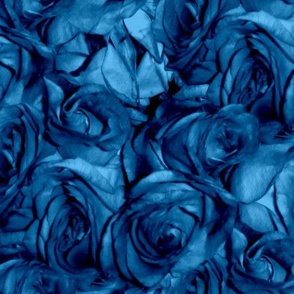 Roses Can Sing the Blues
