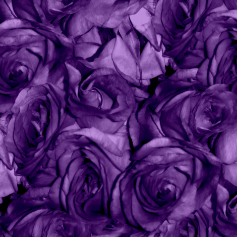Royal Roses
