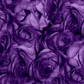 Royal Roses