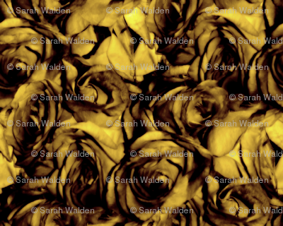 Golden Roses