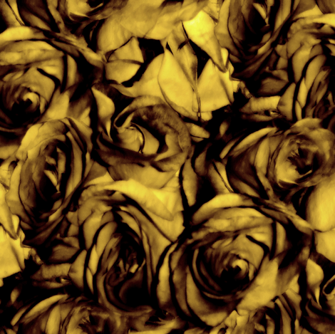 Golden Roses