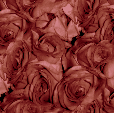 Rose' Rose