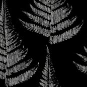 Fern_2_shop_thumb
