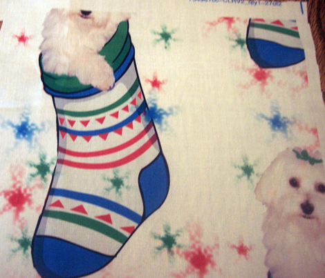 Rbichon_in_stocking_comment_248484_preview