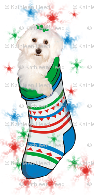 Bichon_in_stocking