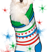 Bichon_in_stocking