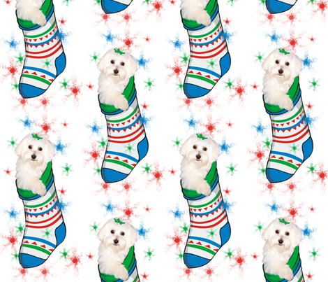 Rbichon_in_stocking_shop_preview