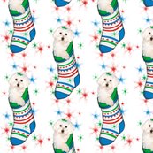 Rbichon_in_stocking_shop_thumb
