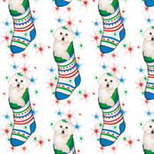 Bichon_in_stocking