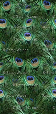 Tale of the Peacock Tail