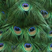 Rrpeacock_tail_by_fimb_long_2_shop_thumb