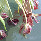 Dying Tulips on Zinc-topped Coffee Table