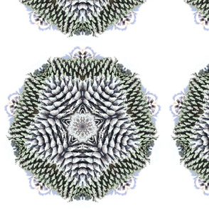 pine_cones_4