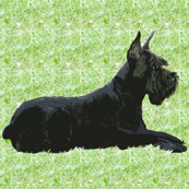 Giant Schnauzer In The Grass fabric