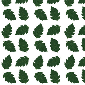 Green Leaves of mine