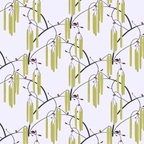 Hazelnut catkins