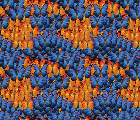 butterflies- navy orange