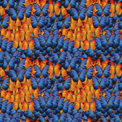 butterflies- navy orange