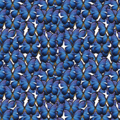 butterflies- navy