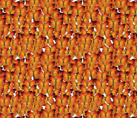 butterflies - orange