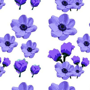 Blue Anemone flowers