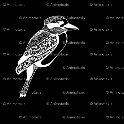 Kookaburra 2