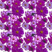 Rcosmos-flowers_shop_thumb