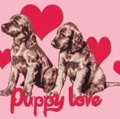 1657357_rirish_setter_puppies3_shop_thumb