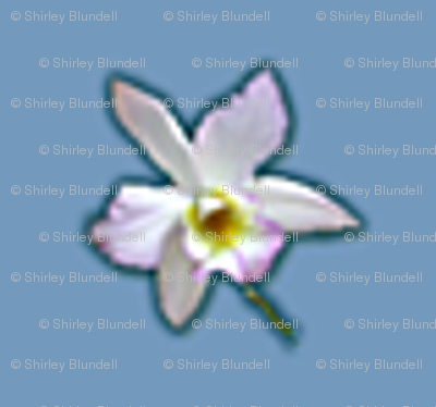 Orchid Mini