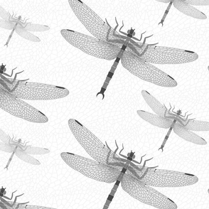 Griffinfly Greys