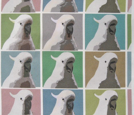 Subdued AW Cockatoos
