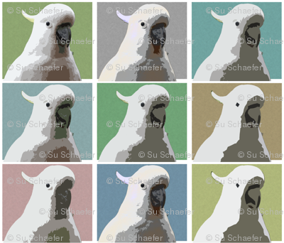 Subdued AW Cockatoos
