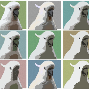 Subdued AW Cockatoos