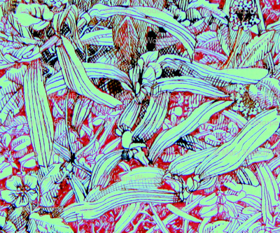 Florida lawn 3.