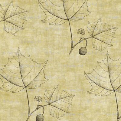 Neutral Sketched Leaves