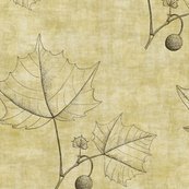 Md_brown_leaves_sketch_shop_thumb